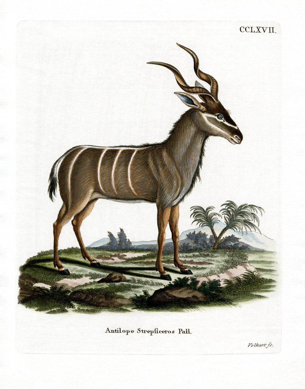 Großer Kudu von German School
