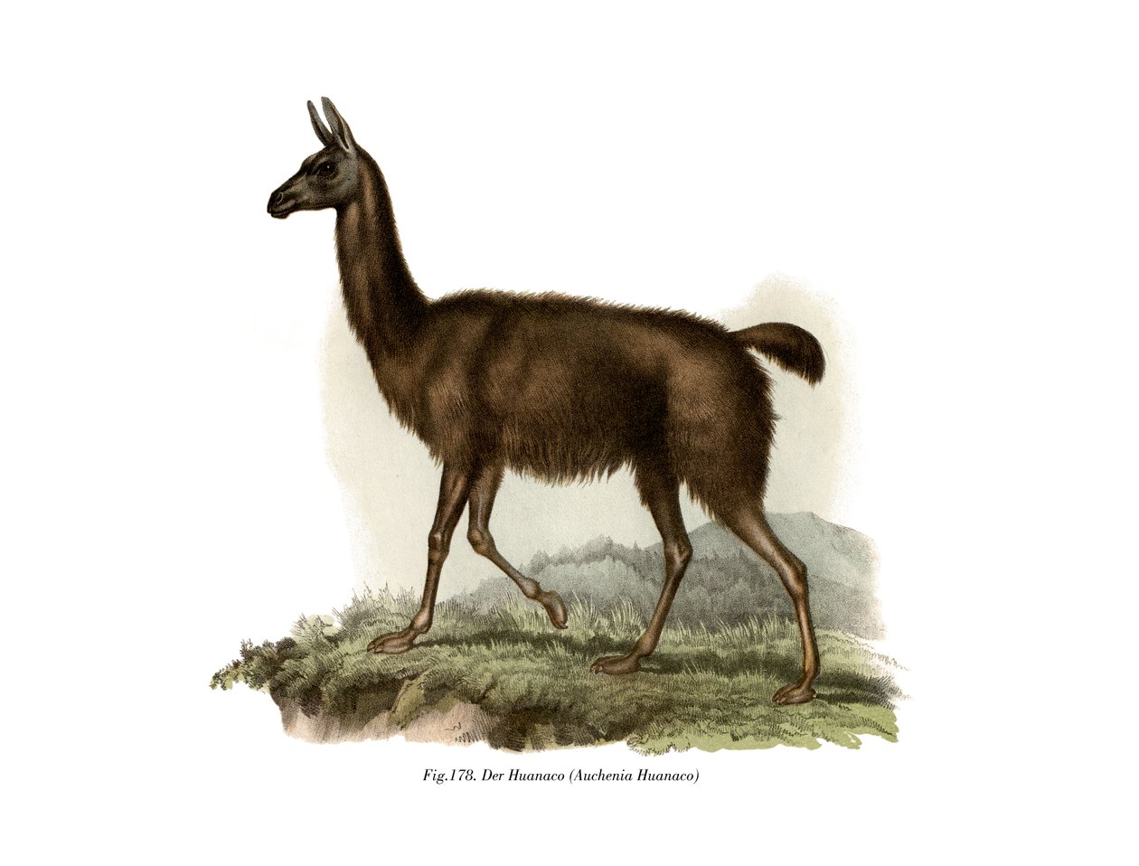 Guanako von German School