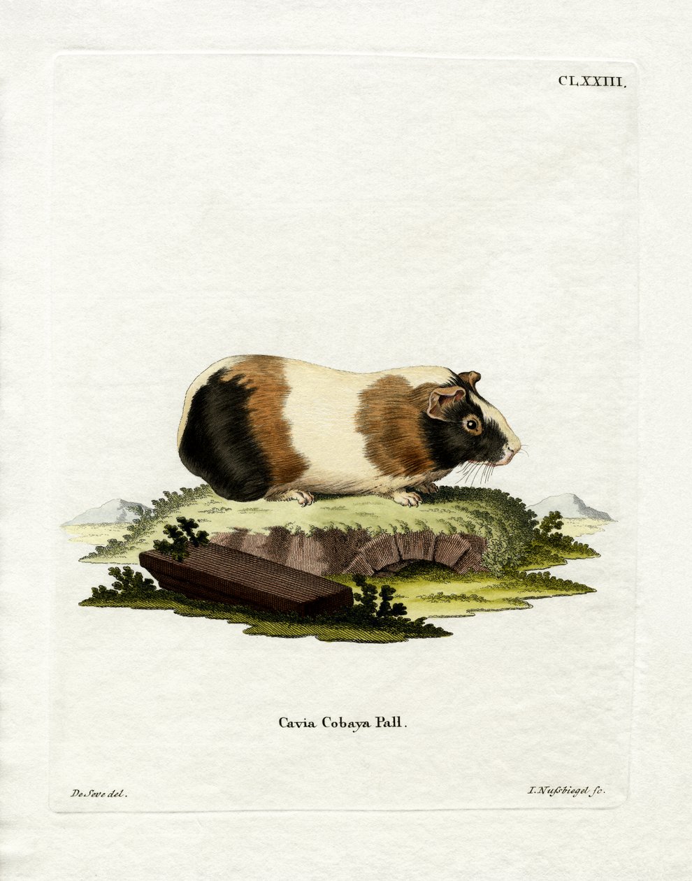 Meerschweinchen von German School