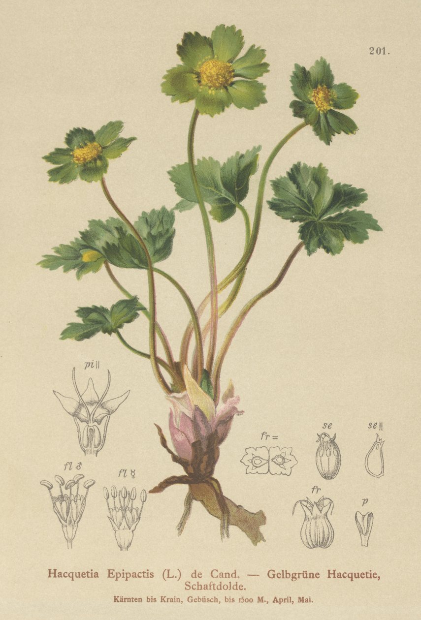 Hacquetia (Hacquetia epipactis) von German School