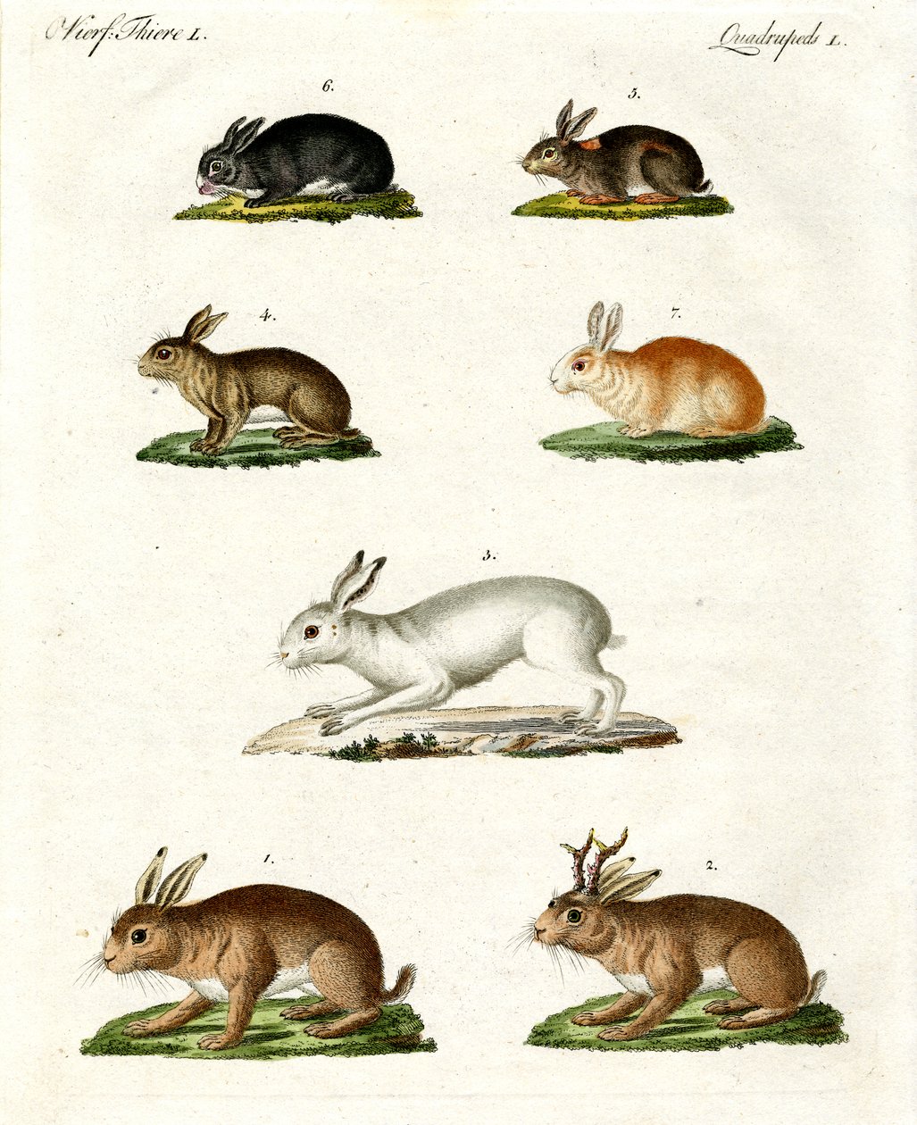 Hasen und Kaninchen von German School