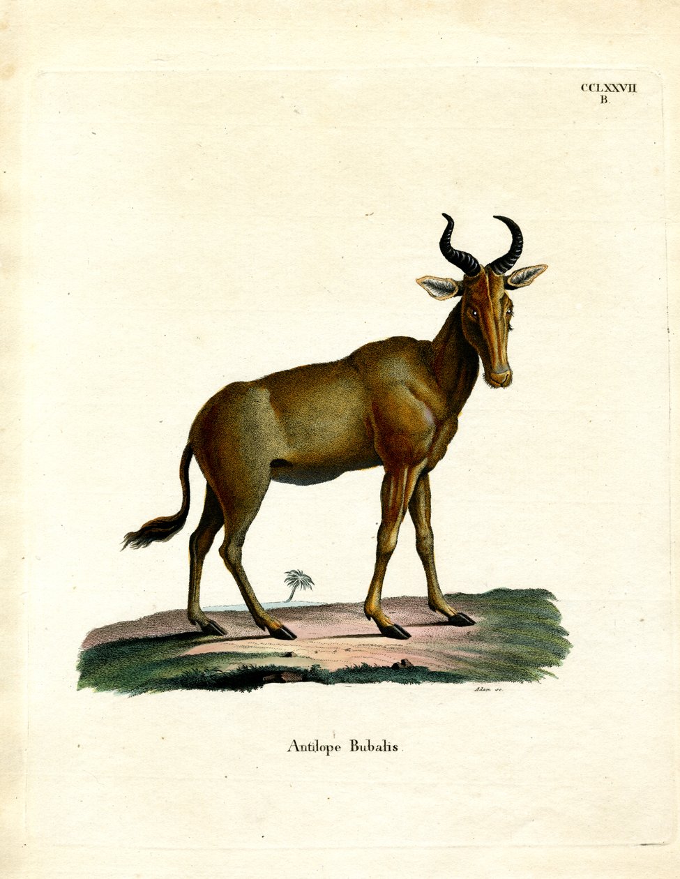 Hartebeest von German School