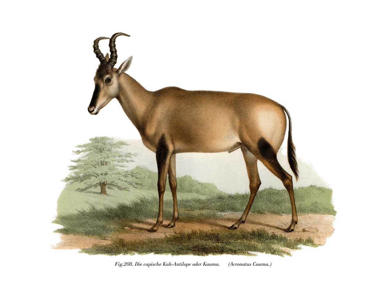 Hartebeest, 1860 von German School