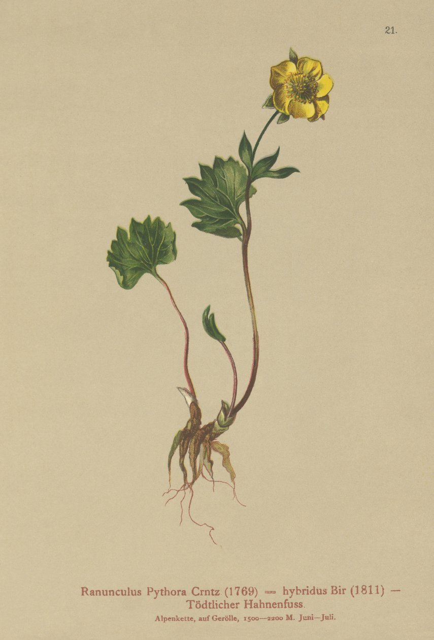Hybrid-Hahnenfuß (Ranunculus Pythora, Ranunculus hybridus) von German School