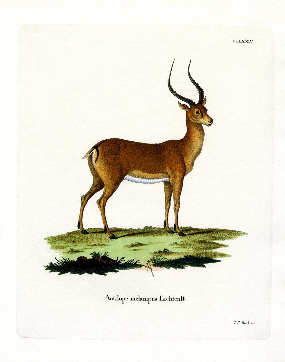 Impala von German School