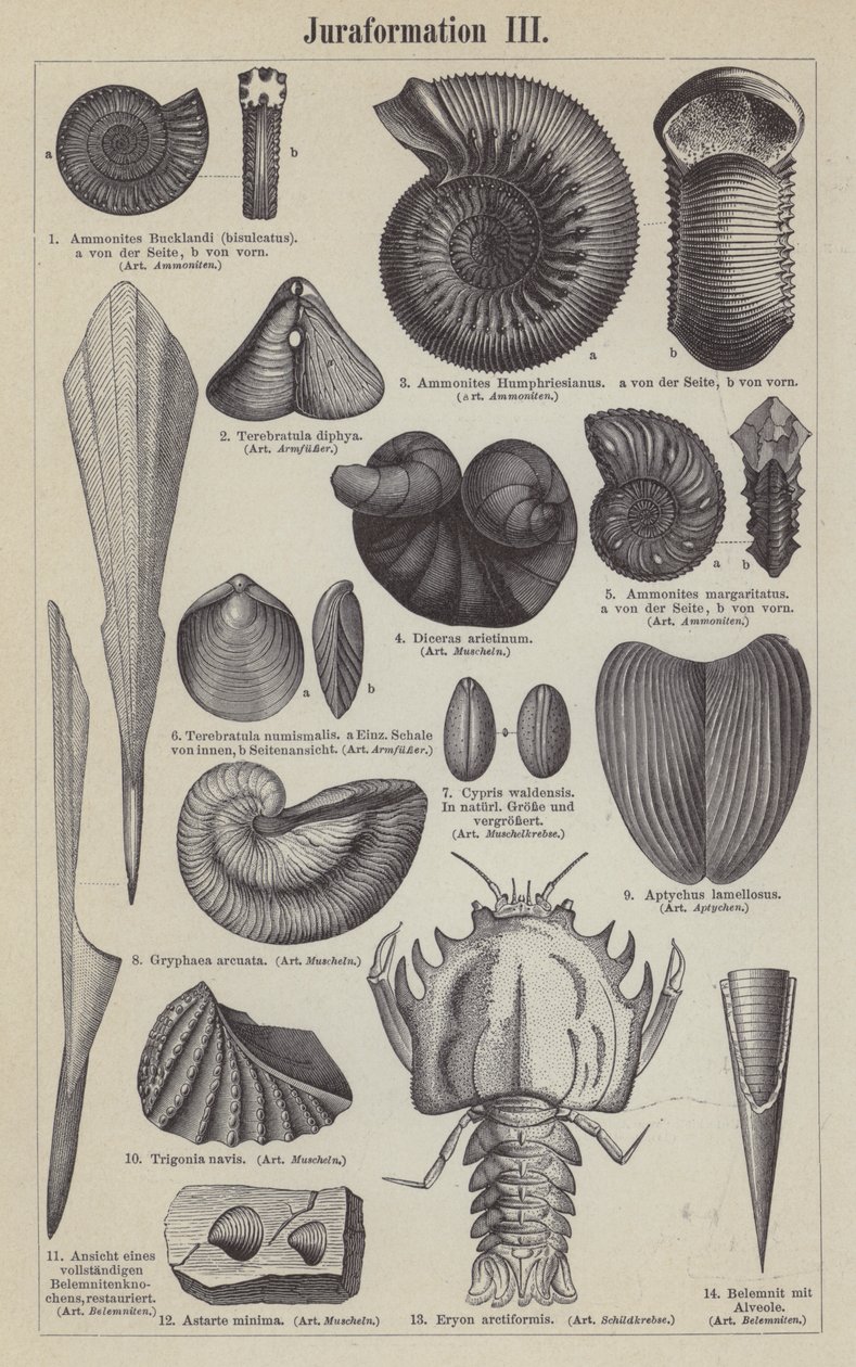 Jurassische Fossilien von German School