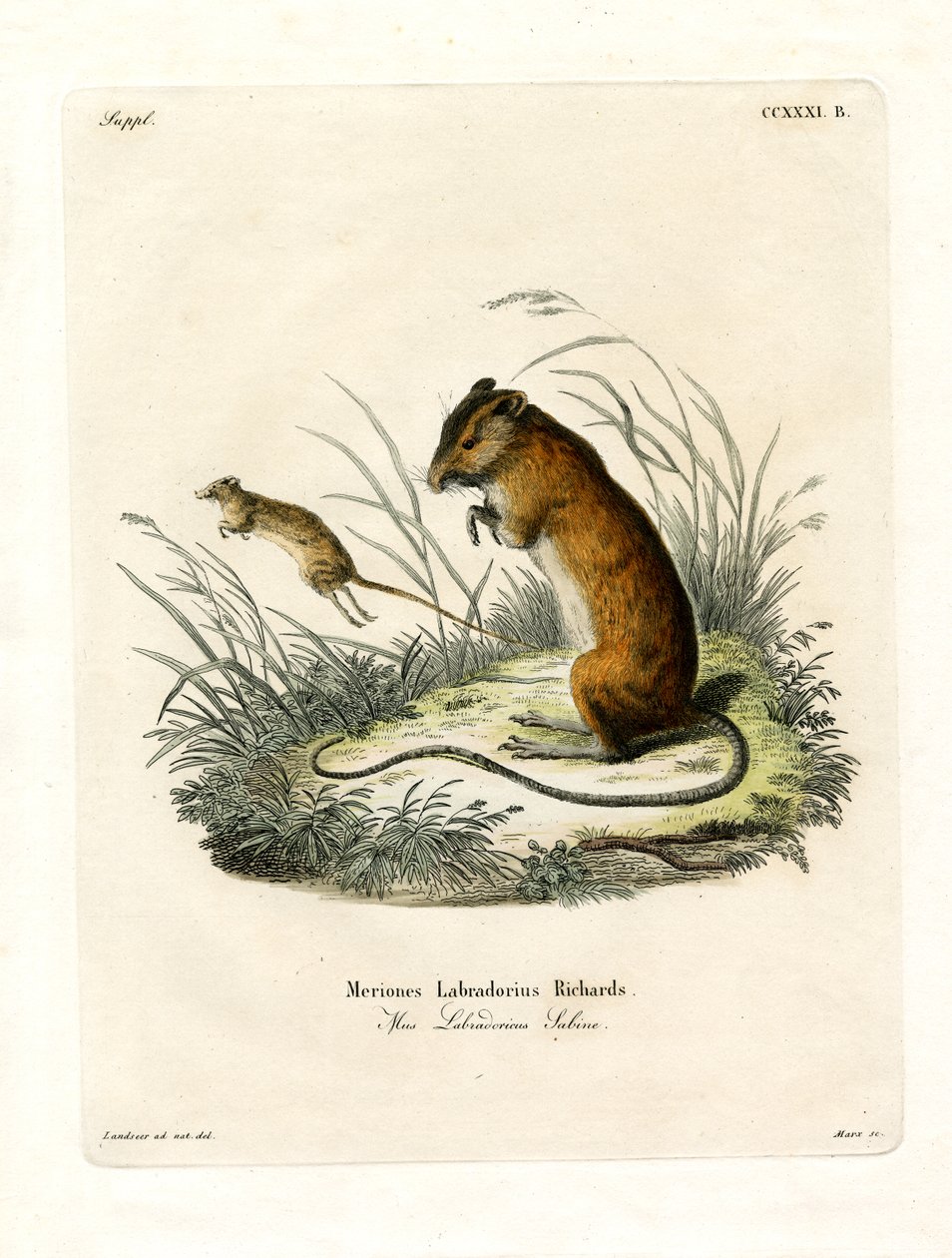 Labrador-Springmaus (farbige Gravur) von German School