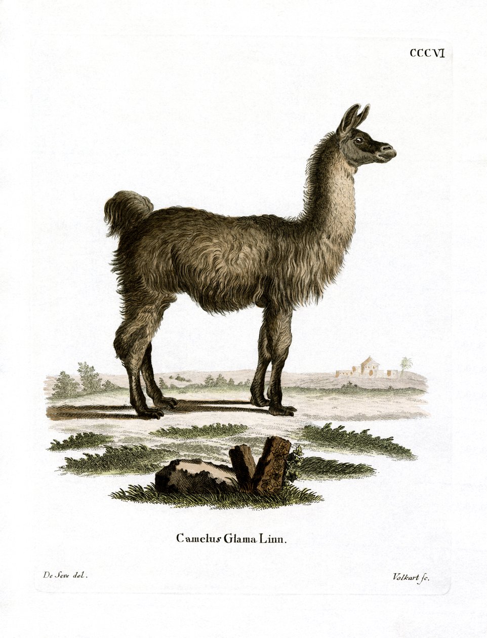 Lama von German School