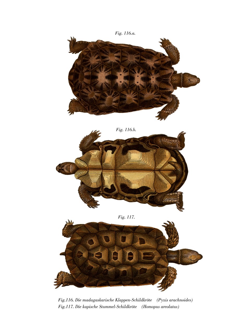 Madagassische Spinnenschildkröte von German School