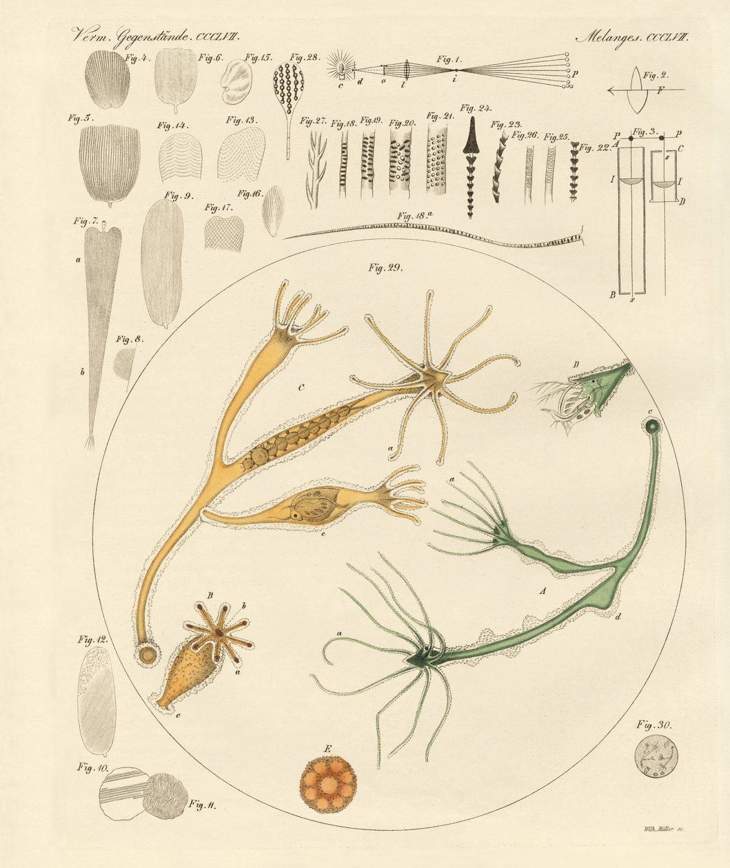 Lupe und mikroskopische Vergnügungen von German School