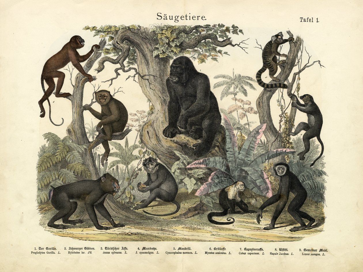 Säugetiere, ca. 1860 von German School