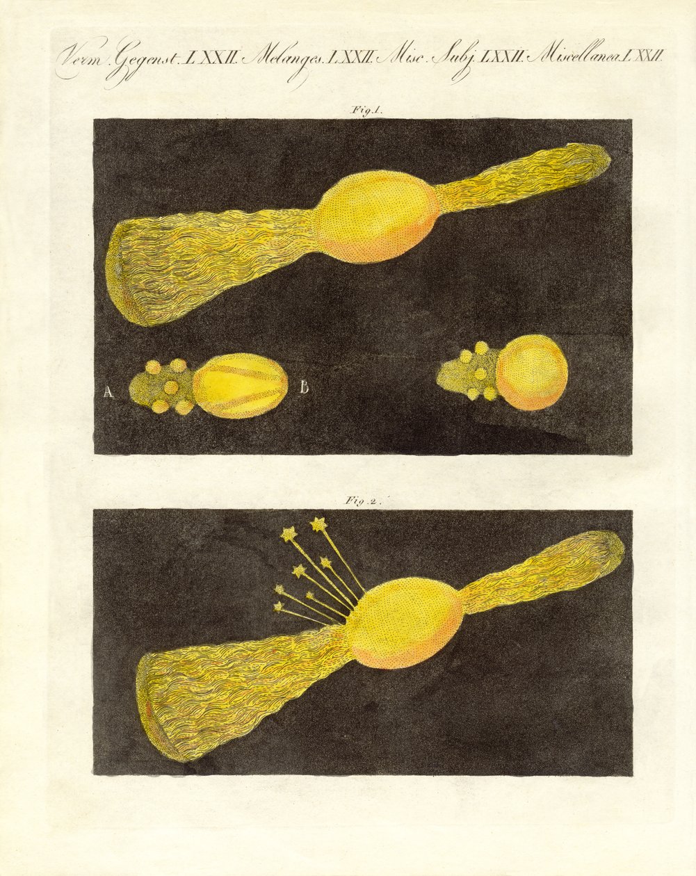Meteor (Farbstich) von German School