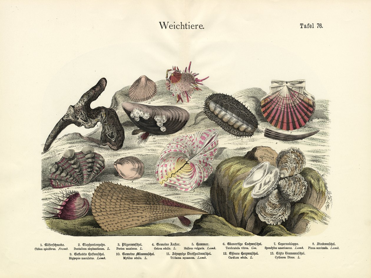 Weichtiere, um 1860 von German School