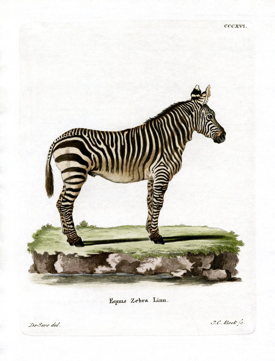 Bergzebra von German School