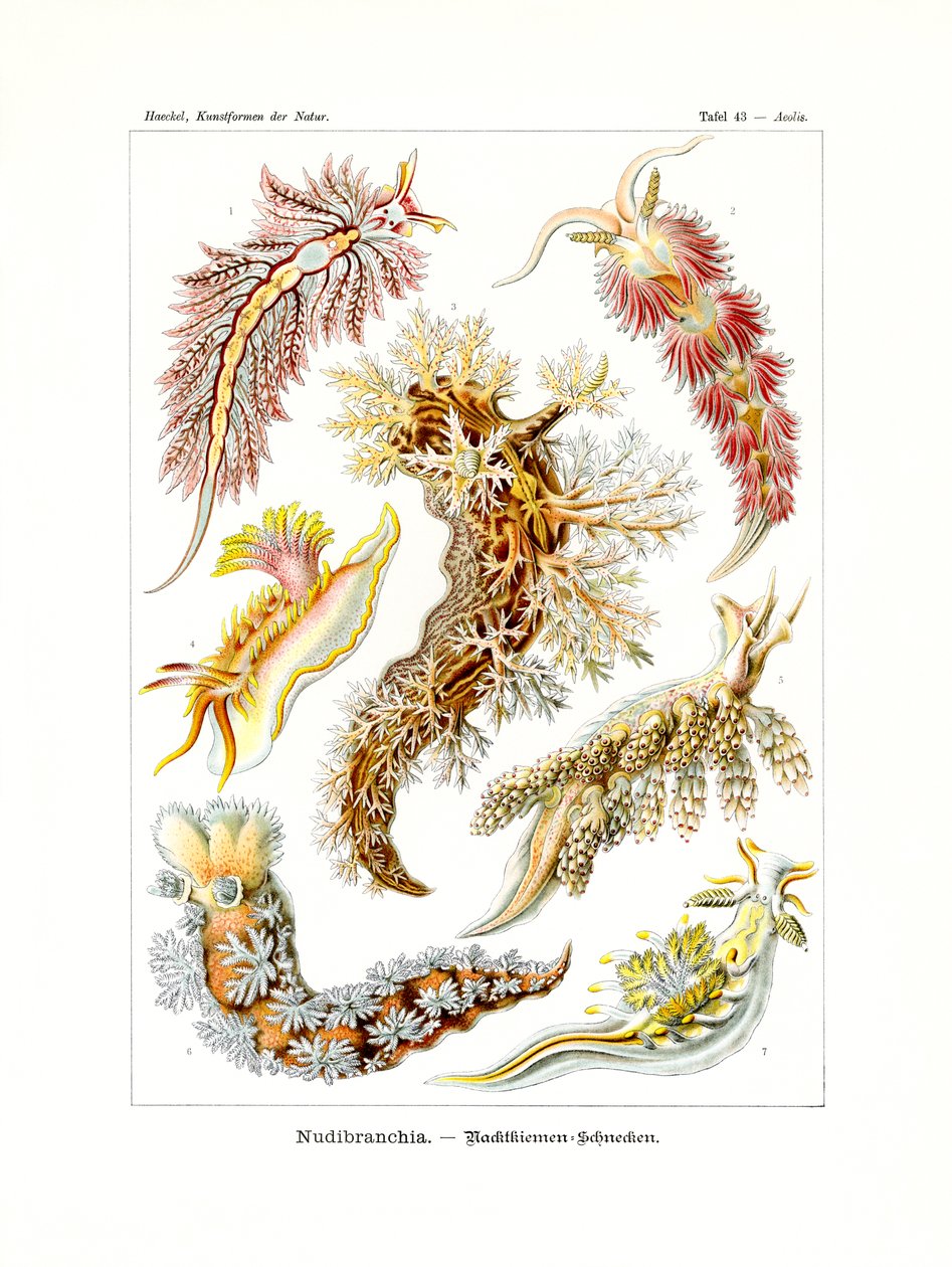 Nudibranchia von German School