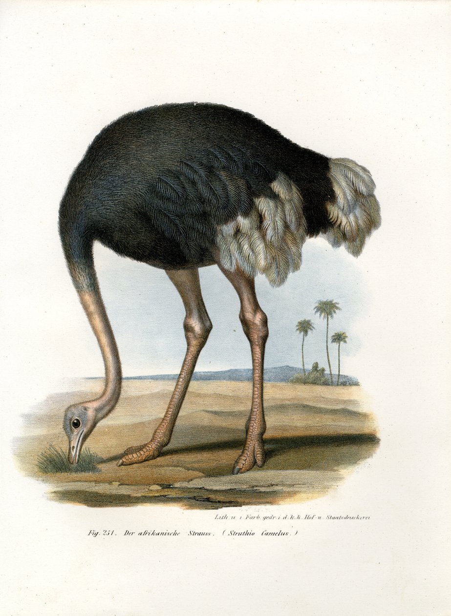 Strauß, 1864 von German School
