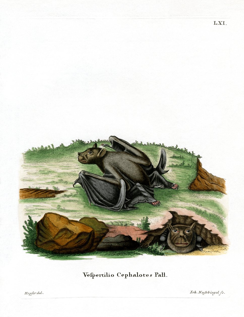 Pallas-Röhrennasenfledermaus von German School