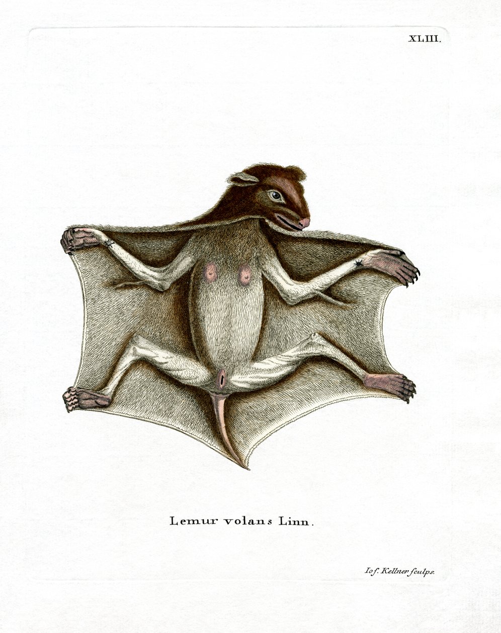 Philippinisches Flughörnchen von German School