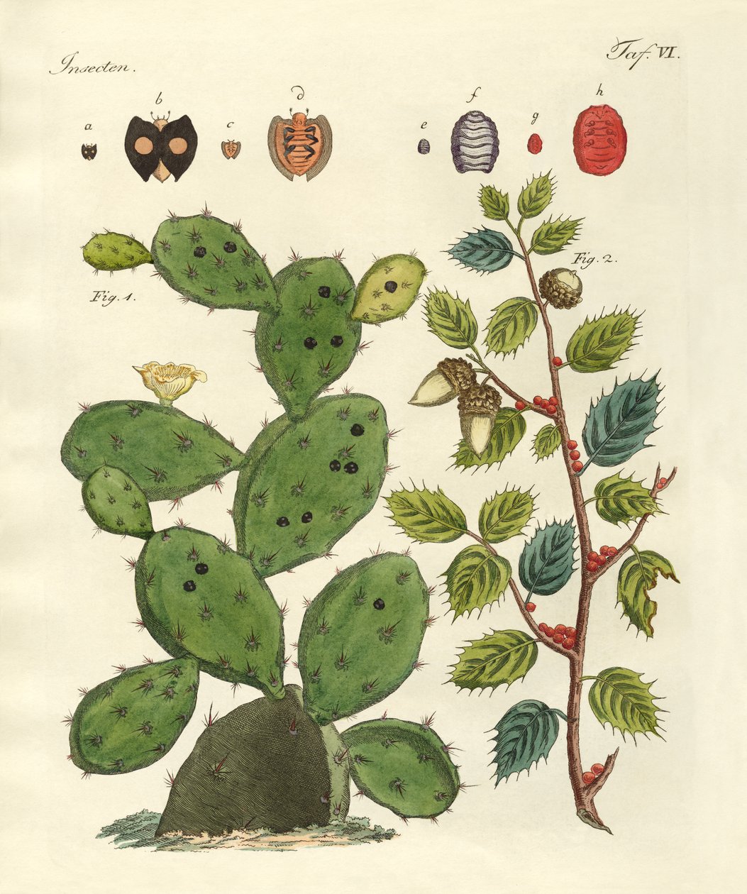 Kostbare Insekten von German School
