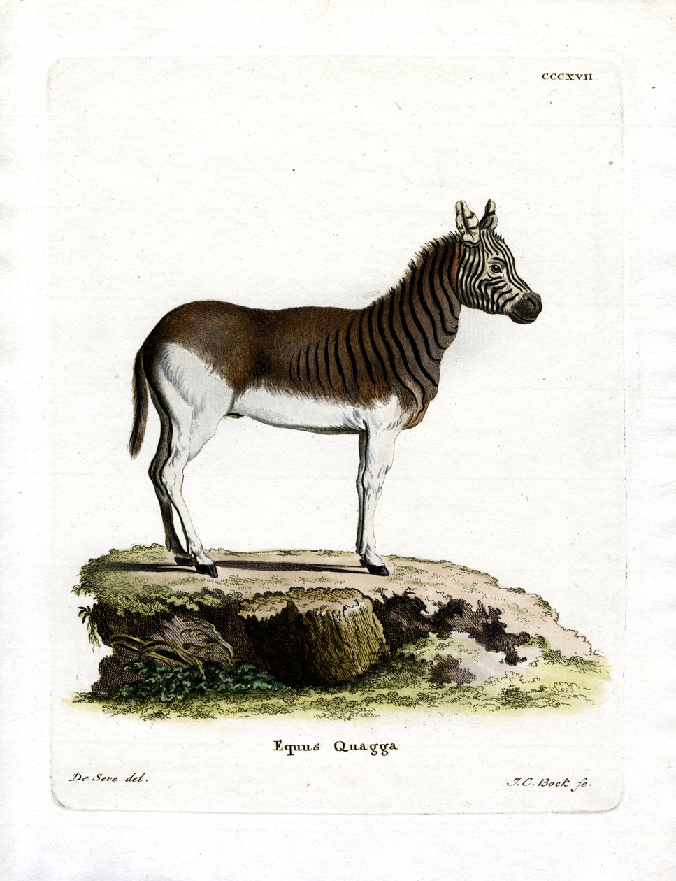 Quagga von German School