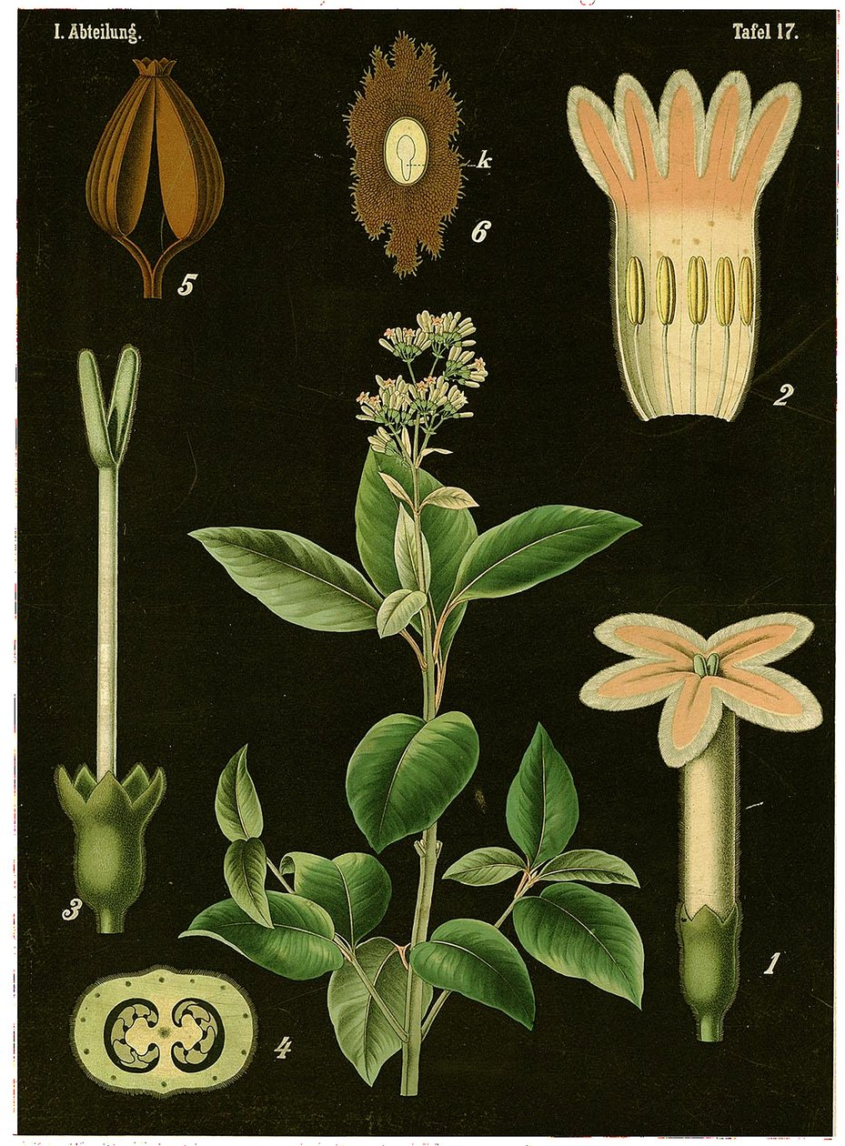 Chinarindenbaum (Cinchona Calisaya) um 1890 von German School