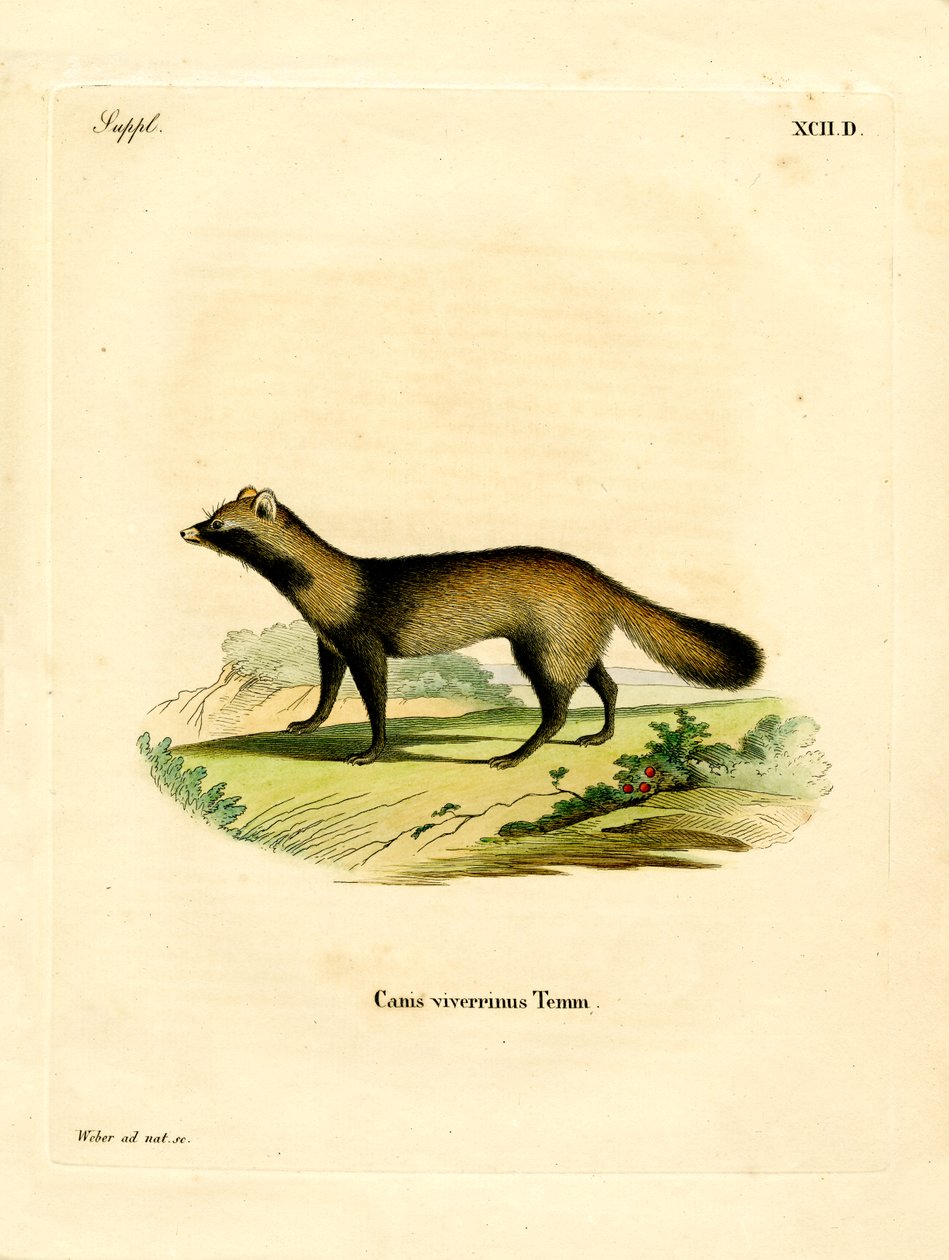 Marderhund von German School