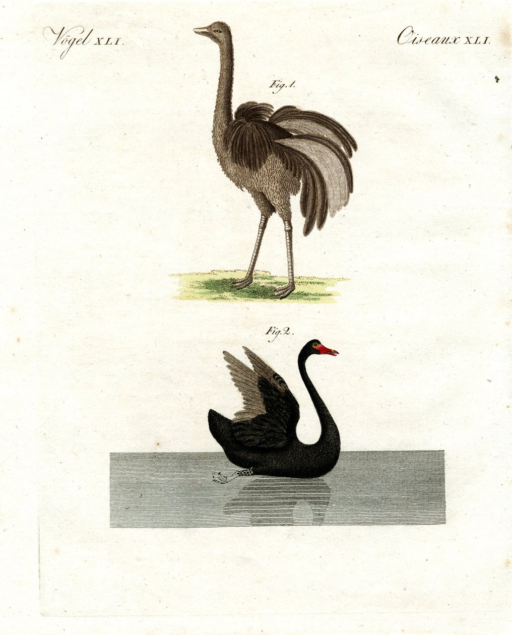 Seltene Vögel von German School