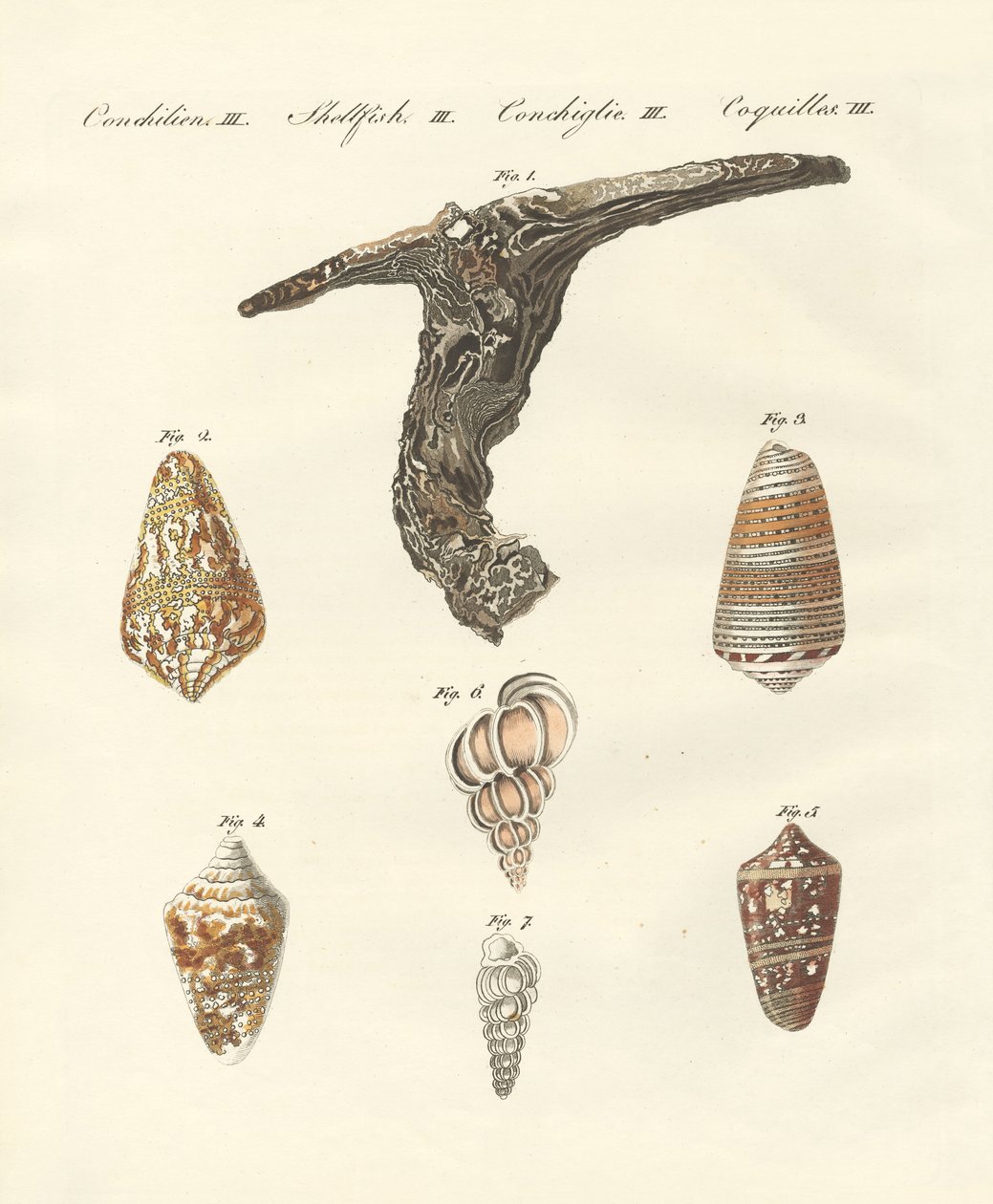 Seltene Muscheln von German School