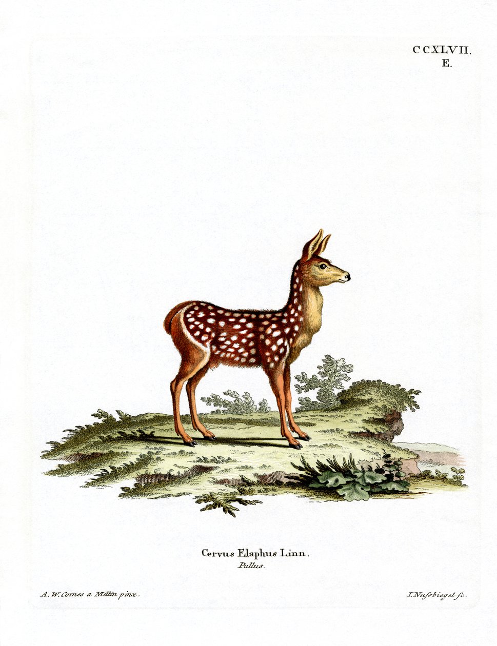 Rotwildkalb von German School