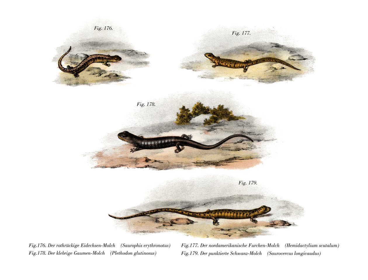 Rotrückensalamander von German School