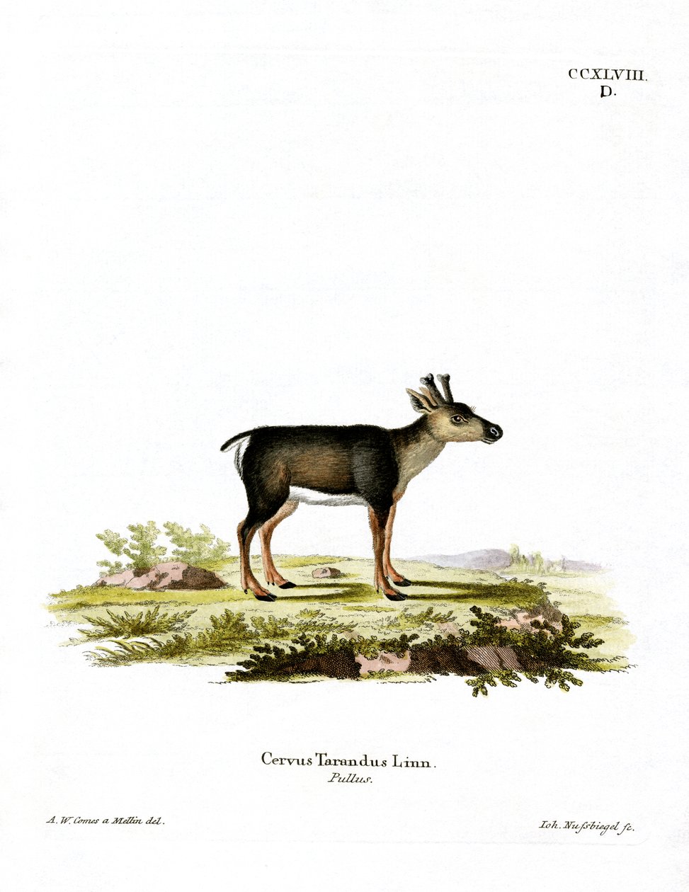 Rentierkalb von German School
