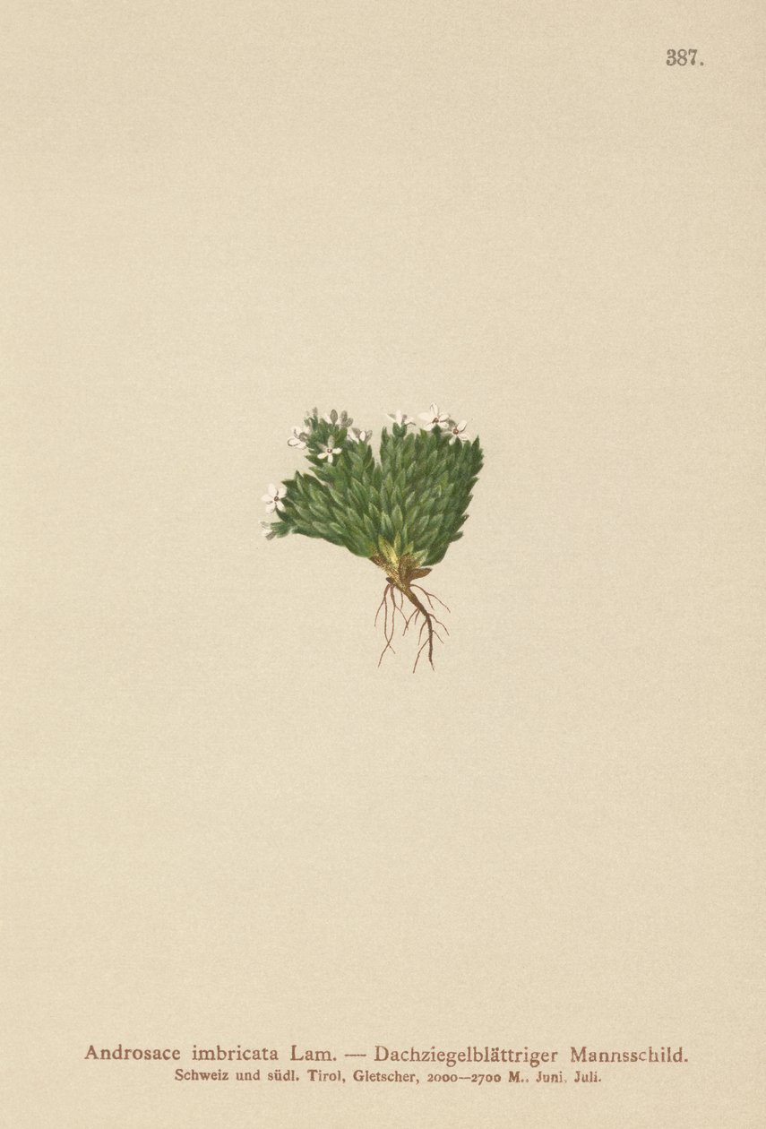 Felsen-Mannsschild (Androsace imbricata, Aretia imbricata) von German School