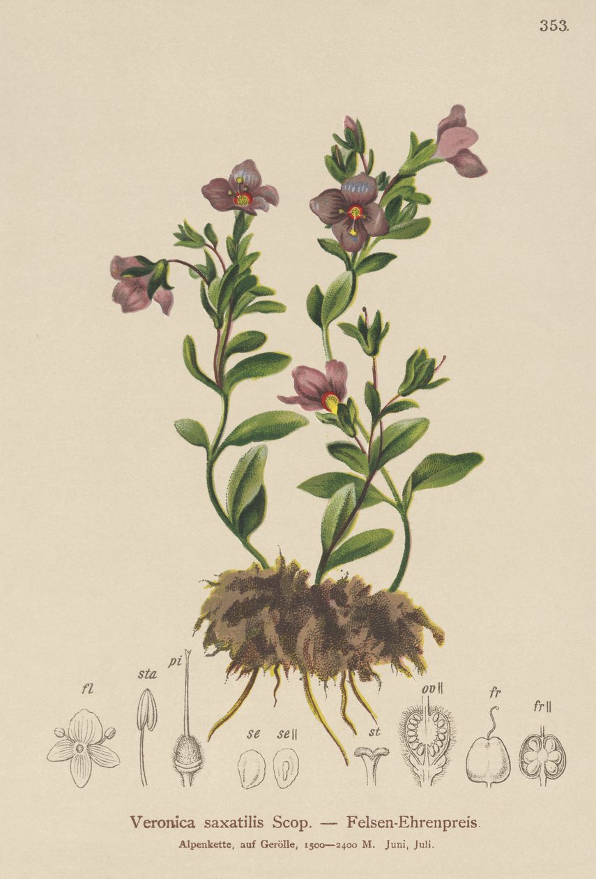 Felsen-Ehrenpreis (Veronica saxatilis) von German School