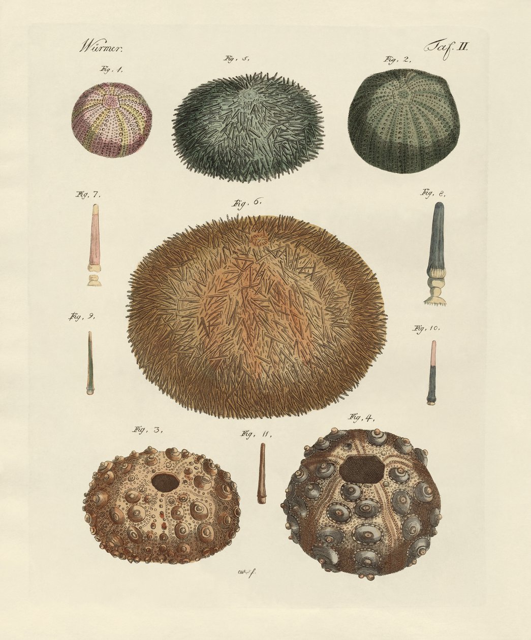 Seeigel von German School