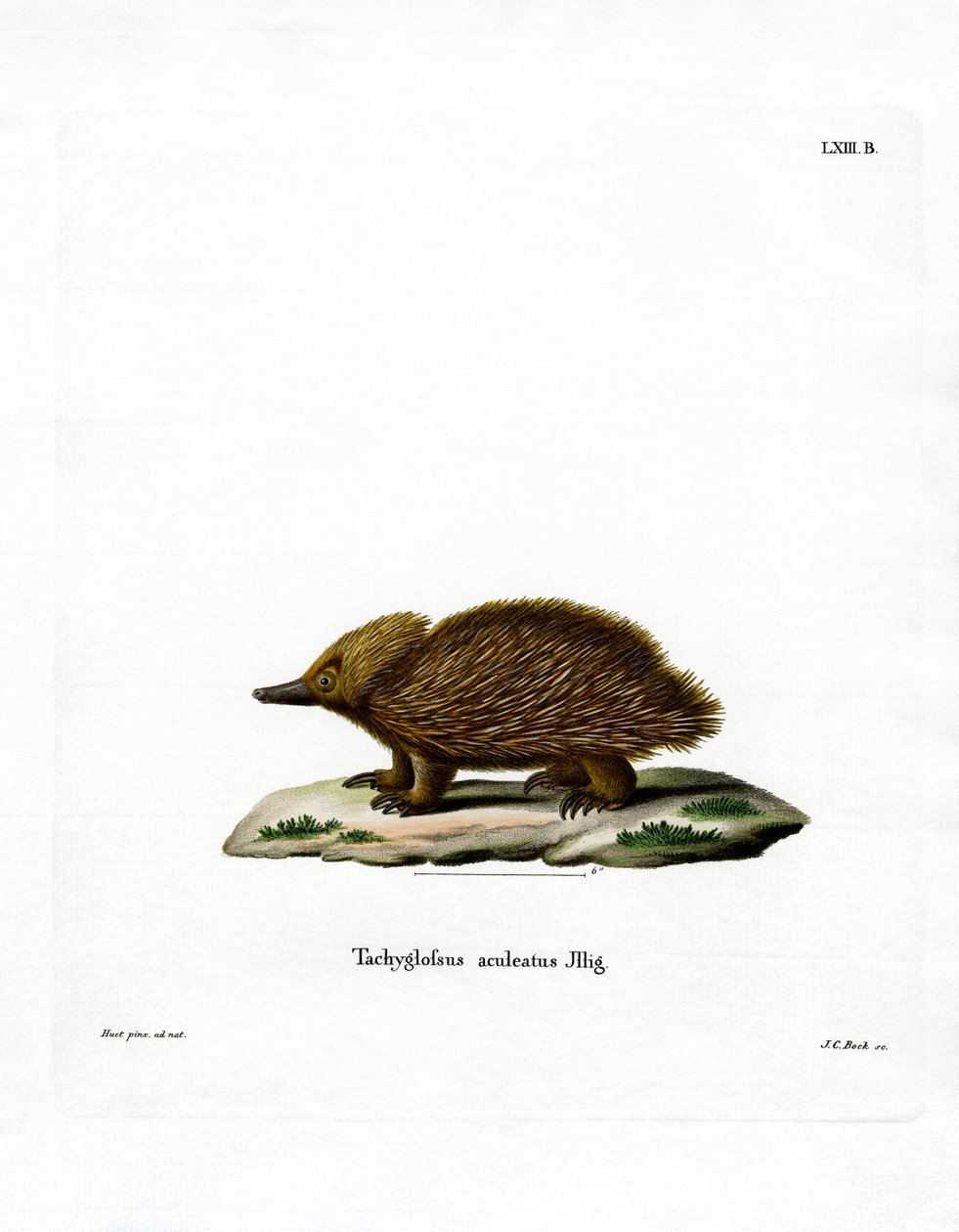 Kurzschnabeligel von German School