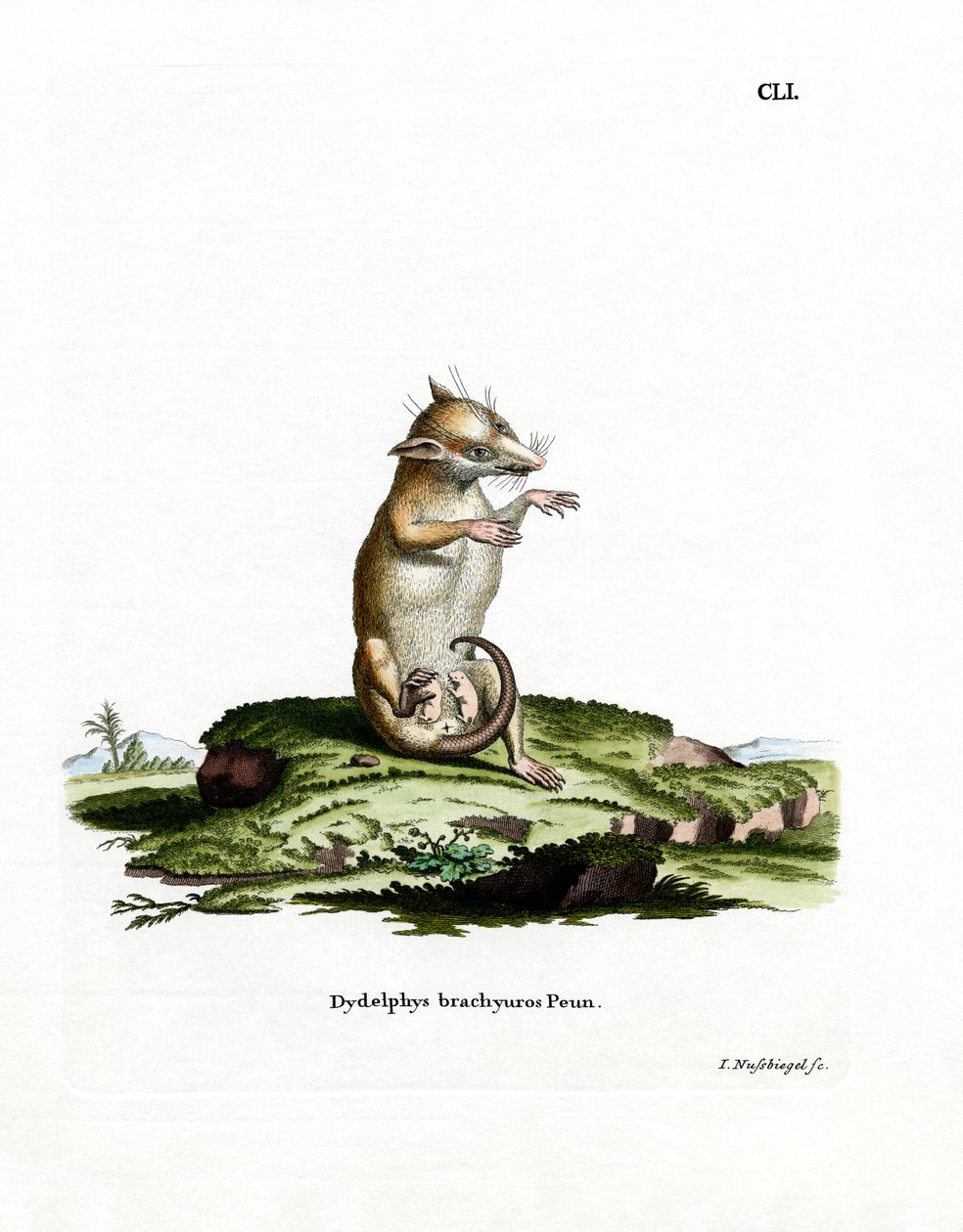 Kurzschwanz-Opossum von German School