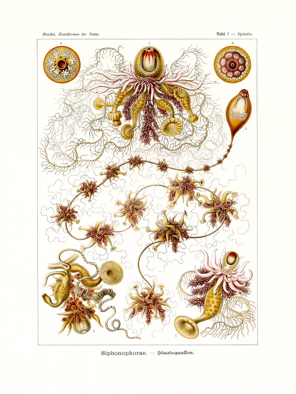Siphonophorae von German School