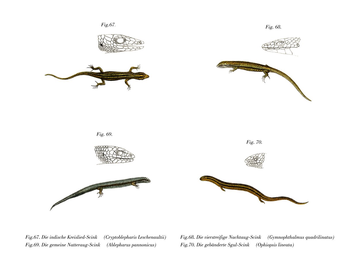 Skink von German School