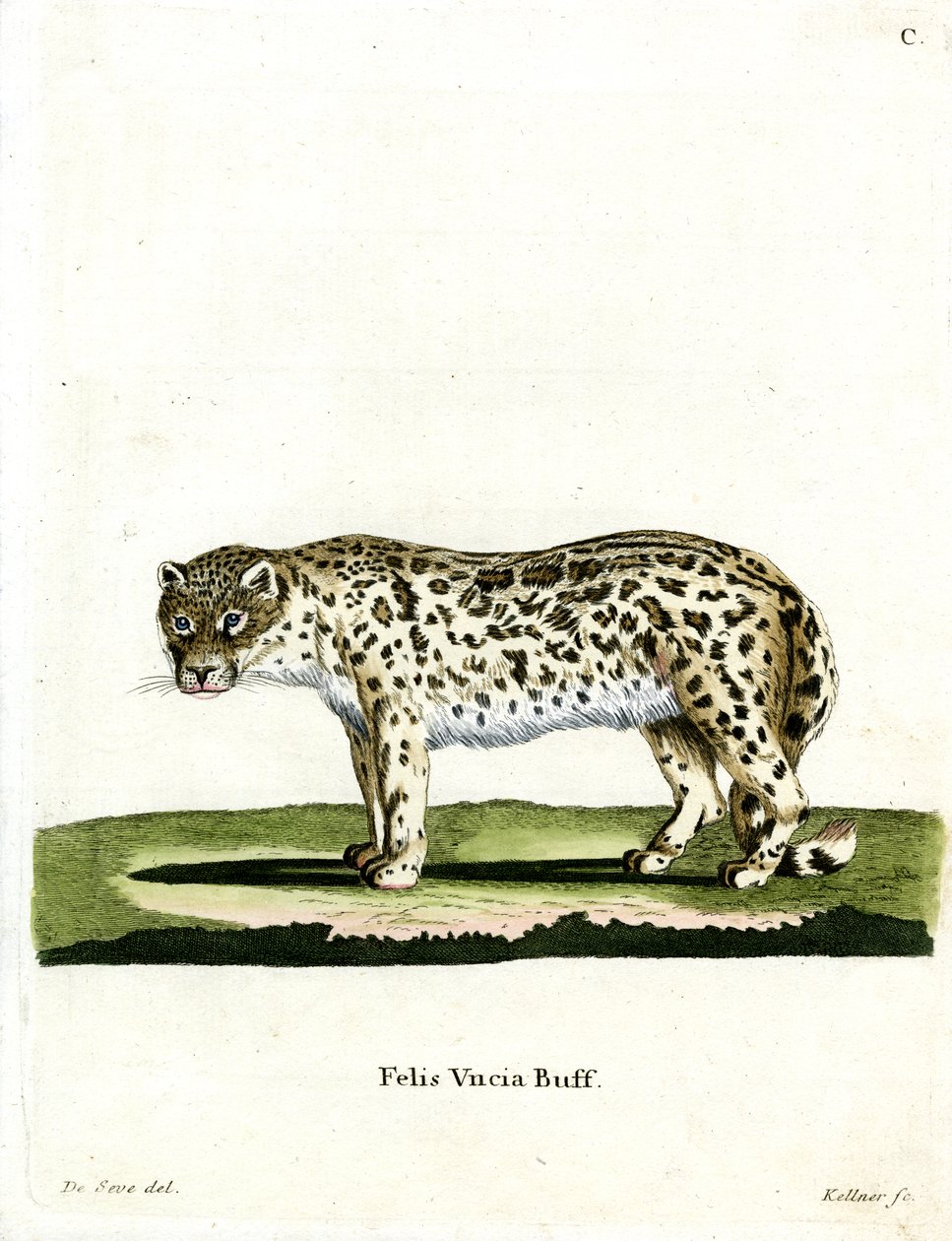 Schneeleopard von German School