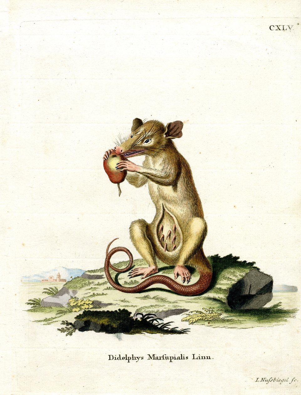 Südliches Opossum von German School