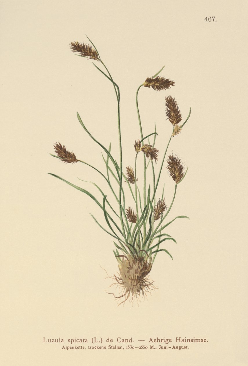 Ährige Hainsimse (Luzula spicata) von German School