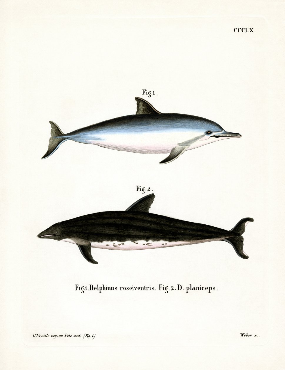 Spinnerdelfin von German School