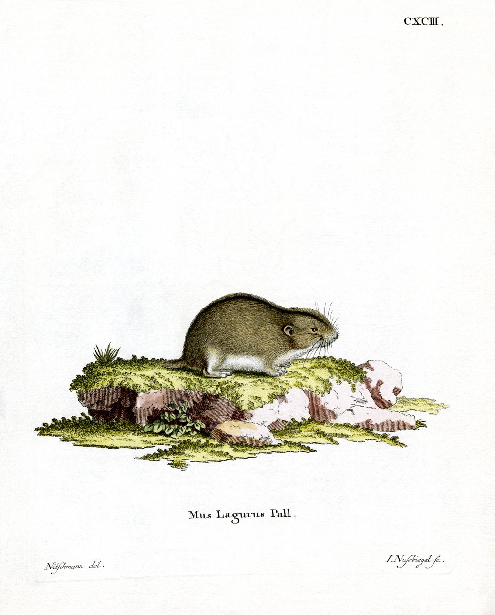 Steppenlemming von German School