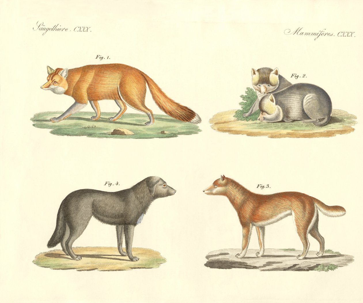 Seltsame Hunde und Füchse von German School