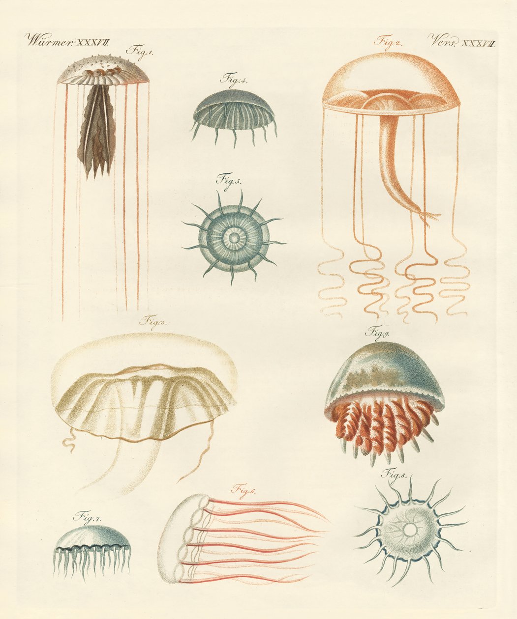Seltsame Medusen von German School