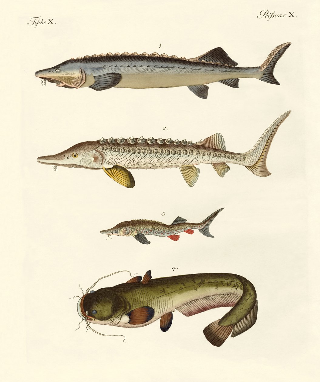 Seltsame Flussfische von German School