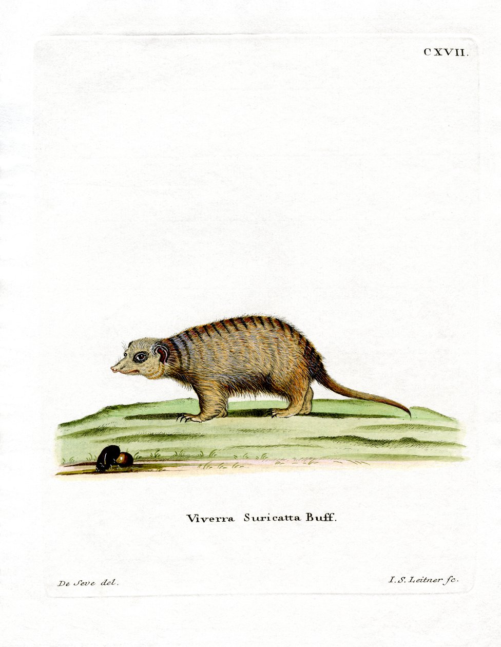 Erdmännchen von German School