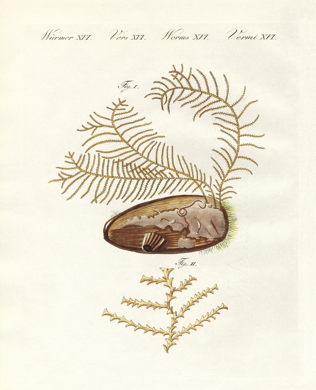 Der Sertularian-Hydroid von German School