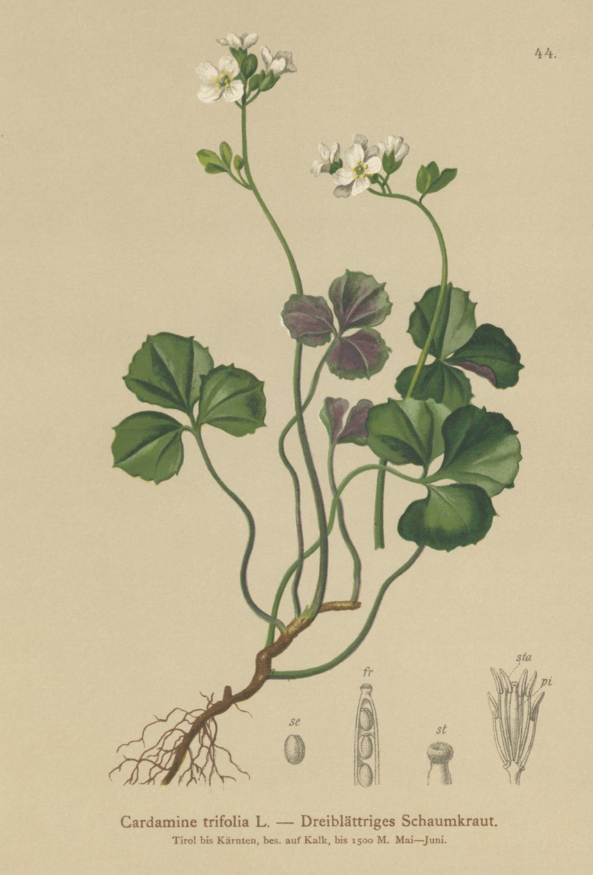 Dreiblättrige Bitterkresse (Cardamine trifolia) von German School