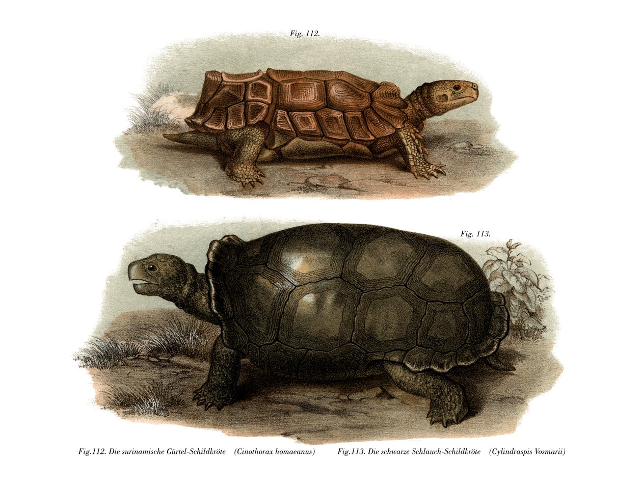 Schildkröte von German School